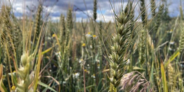 Edirne'de kuraklığın ardından gelen yağış buğdaylara tane doldurdu