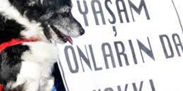 Yalova'da 7 köpek katledildi