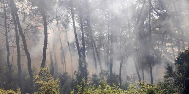 Karatepe Milli Parkı'nda yangın: 4 dönüm kızılçam ormanı zarar gördü