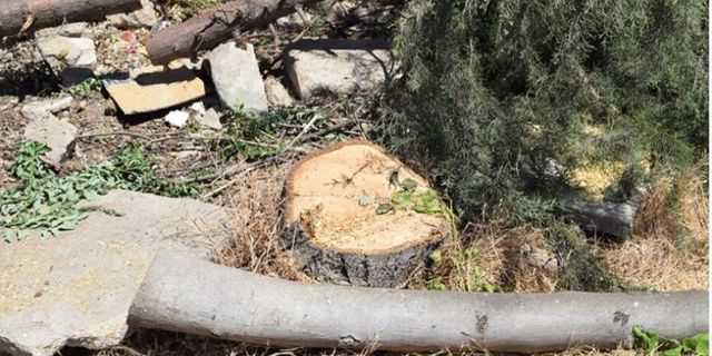 AKP'li belediye otopark için onlarca ağacı kesti