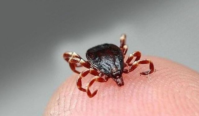 Sivas'ta KKKA hastalığı tanısı konulan 6 kişinin tedavisi sürüyor