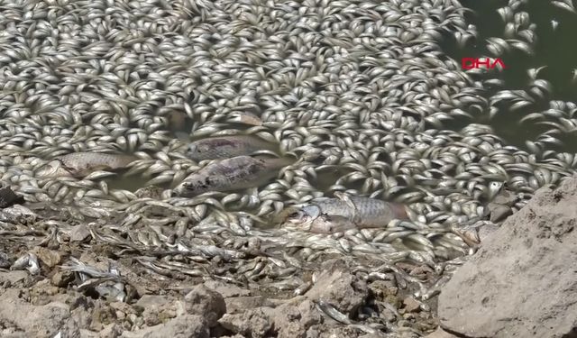 Konya May Barajı'nda balık ölümleri