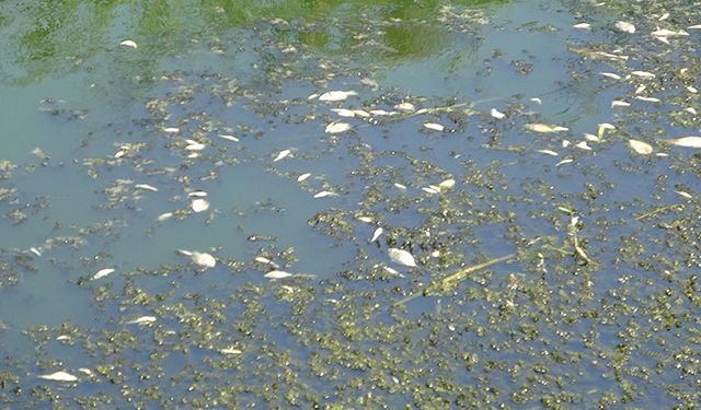 Büyük Menderes eski yatağında kuraklıktan binlerce balık öldü