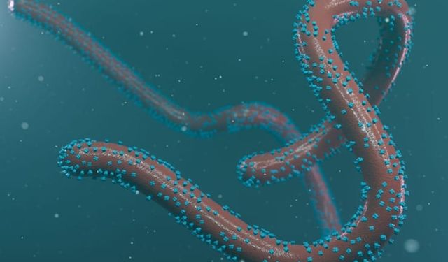 Batı Afrika'da salgına yol açmasından endişe edilen bir virüs tespit edildi