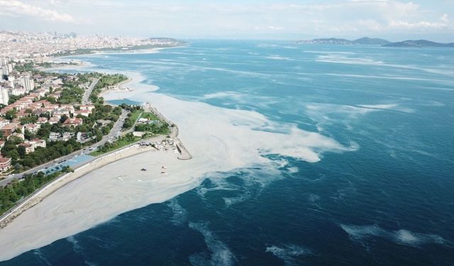 Müsilaj sonrası Marmara Denizi'ndeki balık tür çeşitliliği yüzde 25 azaldı