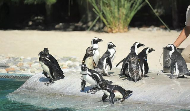 Güney Afrika'da arılar, nesli tükenmekte olan 63 pengueni öldürdü