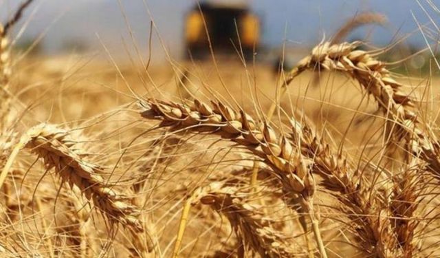 Türkiye nüfusu son 14 yılda 12 milyon artarken buğday ekilen tarım arazileri 1 milyon hektar azaldı