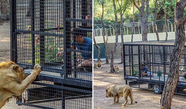 Antalya'daki aslan safarisine tepki: "Nasıl izin verildi?"