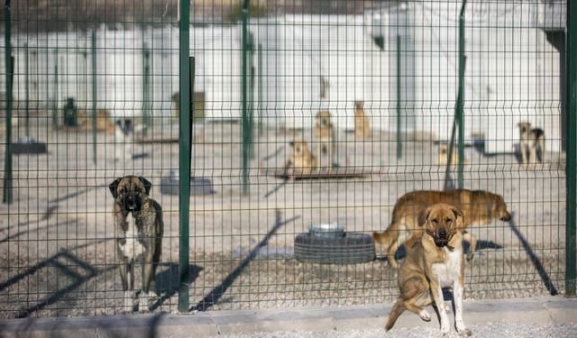Erdoğan called for stray dogs to be collected, Ministry sent circular to municipalities