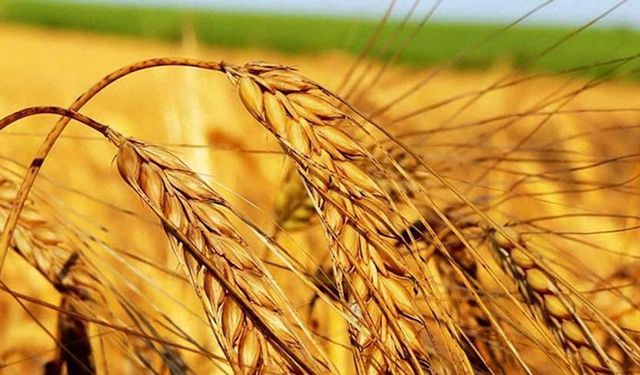 Buğday ülkesi Türkiye, Hindistan'dan buğday ithal edebilir