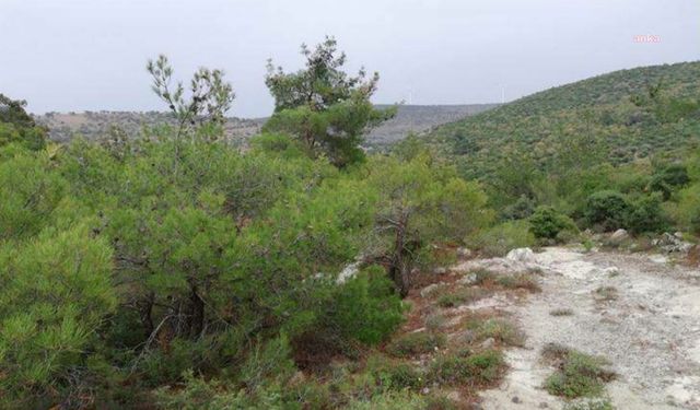 İzmir Bergama'da perlit ocağı için ağaç kıyımı yapılacak