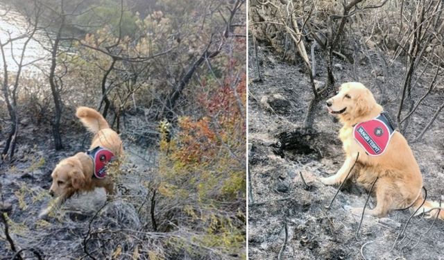 Marmaris yangınının çıkış yerini Kadro buldu: O Türkiye'nin tek yangın tespit köpeği