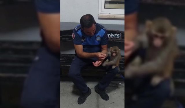 Marmaris zabıtasının dikkati maymun Rocco'yu kurtardı