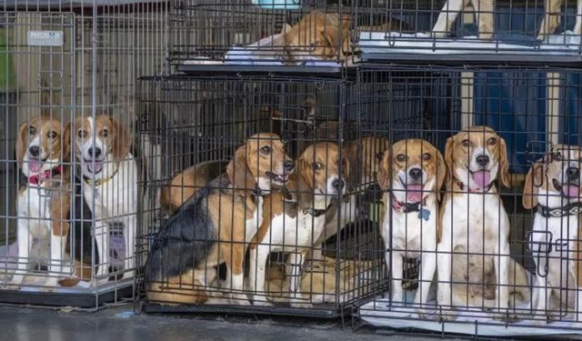 Bu köpeklere yuva aranıyor: Yetiştirme yurtlarından kurtarıldılar