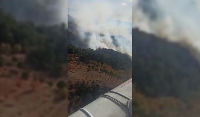 İzmir Bergama'da orman yangını çıktı