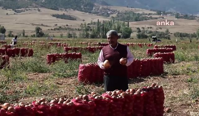 Soğan hasadının devam ettiği Yozgat’ta üreticiler girdi maliyetlerinden yakındı