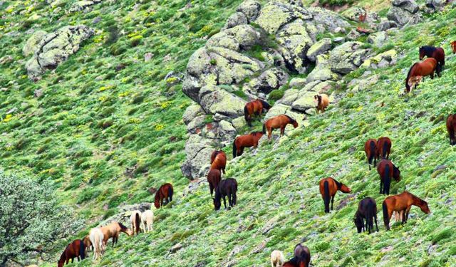 Dünya genelinde yaban hayatı popülasyonu yüzde 70 azaldı