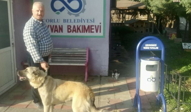 Sahipsiz sokak hayvanları, Çorlu Belediyesi Geçici Hayvan Bakımevi'nde emin ellerde