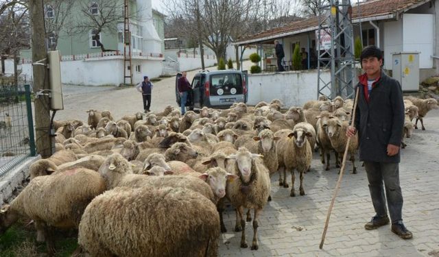 Keşan ve çevresinde yabancı çobanlar revaçta