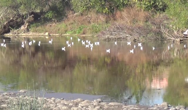 Osmaniye'de kanalizasyon atıkları Ceyhan Nehri'ne mi atılıyor: Kuş Cenneti de o bölgede