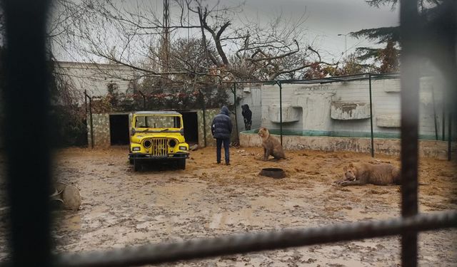 Yer Ankara: Bahçede aslan var, dışarı çıkma