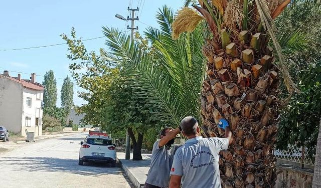 Burhaniye’de palmiyeler belediye korumasında