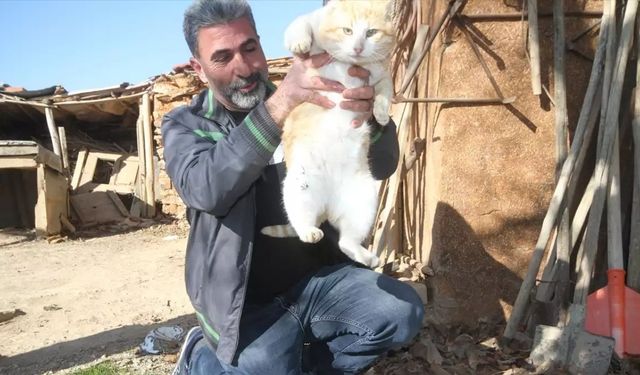 Baba vasiyeti: Konyalı şoför 50 kediye bakıyor, uzaktan izlemek için kamera bile taktı