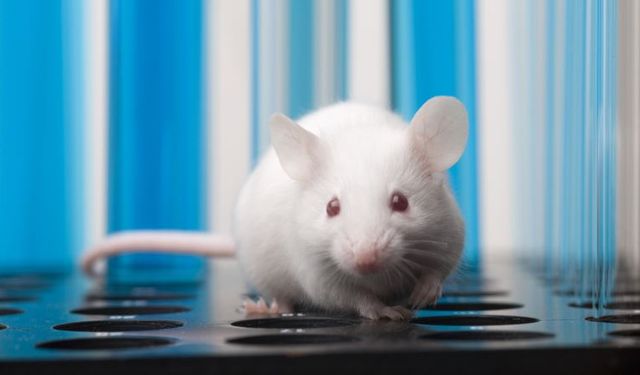 Bilim insanları, uzayda ilk defa fare embriyosu büyüttü