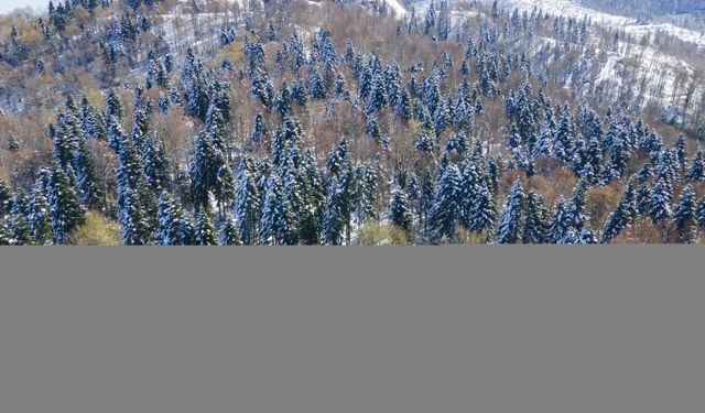 Çam Dağı'nda karla kaplanan ormanlar havadan görüntülendi