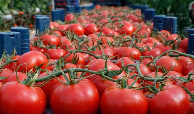 Eylem işe yaradı, domates yasağı kalktı