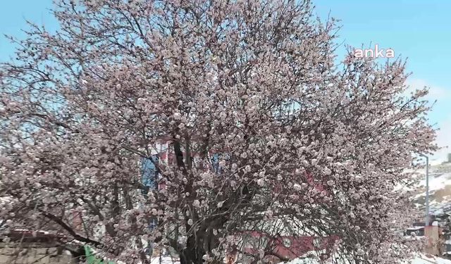 Yozgat’ta çiçek açan meyve ağaçları kar altında kaldı
