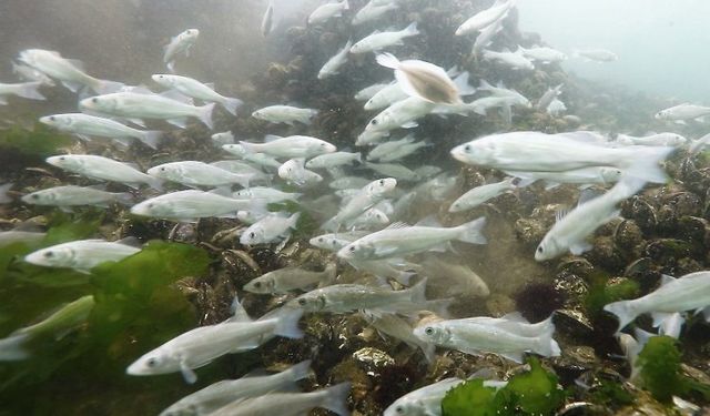 Küresel ısınma denizlerdeki balık stoklarını uluslararası sulara taşıyabilir