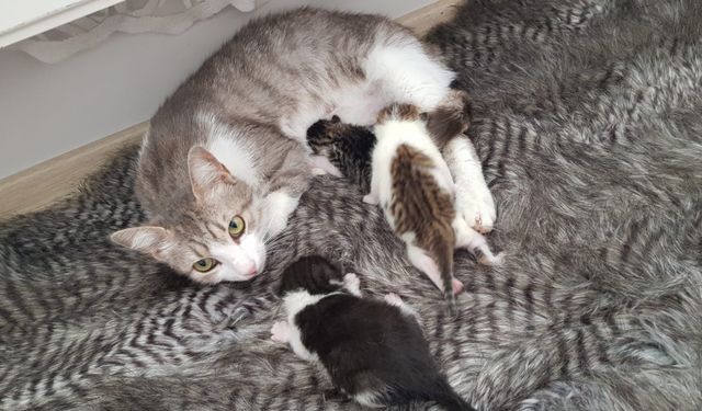 Trabzon'da bebek arabasında doğum yapan kedi ve yavruları sahiplendirildi