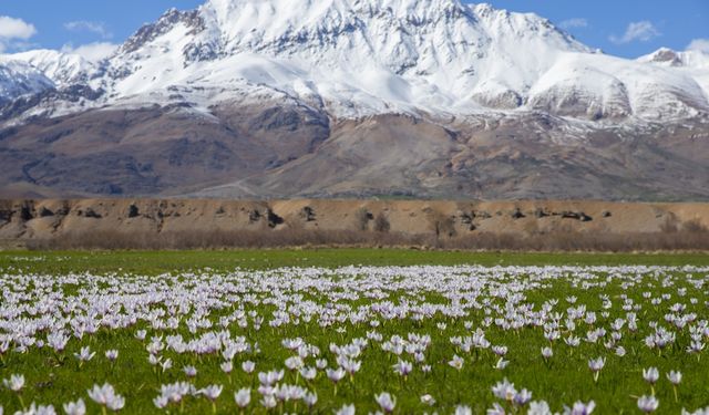 Hel Yaylası’nda maden projesi iptal edildi