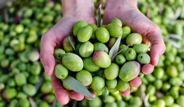 En Verimli ve Yağ Oranı Yüksek Zeytin Türleri