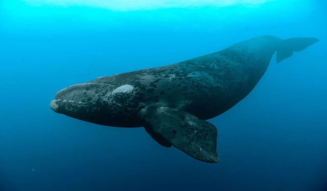 Bilim insanları buzul balinalarının neslinin düşünüldüğünden daha erken tükeneceğinden endişeli