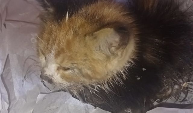 Tokat'ta rögara düşen kedi yavrusunu itfaiye kurtardı
