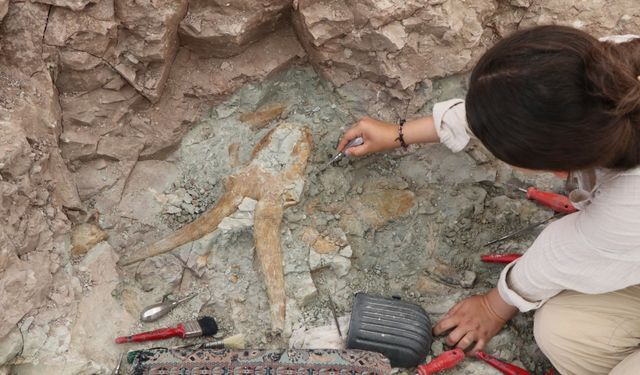Çankırı'da yaklaşık 8,5 milyon yıllık fosiller gün yüzüne çıkarılıyor