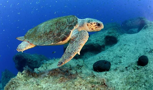 Mersin'de tedavi edilen 2 kaplumbağa denize bırakıldı