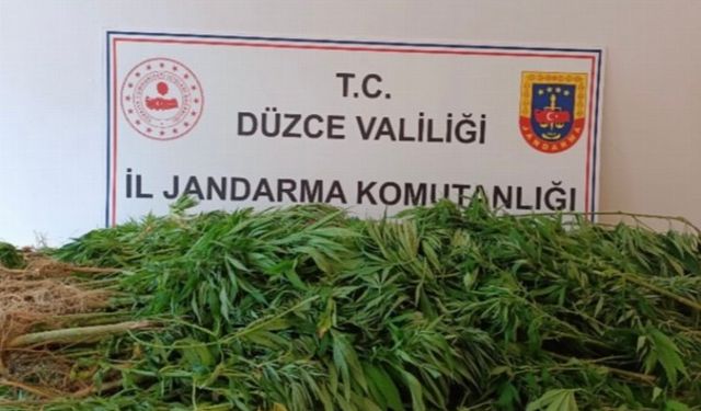 Düzce'de jandarmadan uyuşturucu operasyonu