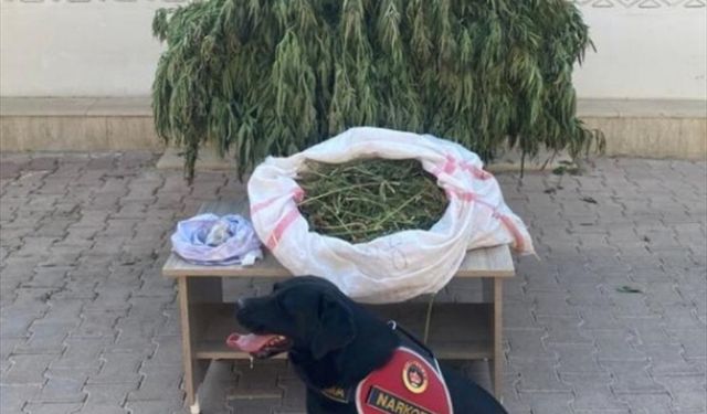 Mardin'de bir ev ve bahçesinde uyuşturucu ele geçirildi