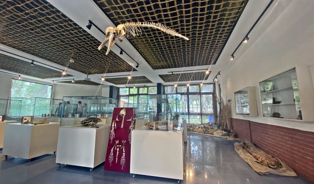 Mersin'de gömülen deniz canlılarının iskeletleri müzede sergilenecek