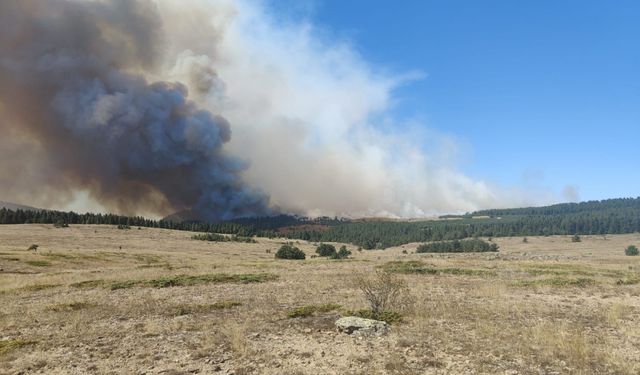 Bolu'da ormanlık alanda yangın çıktı