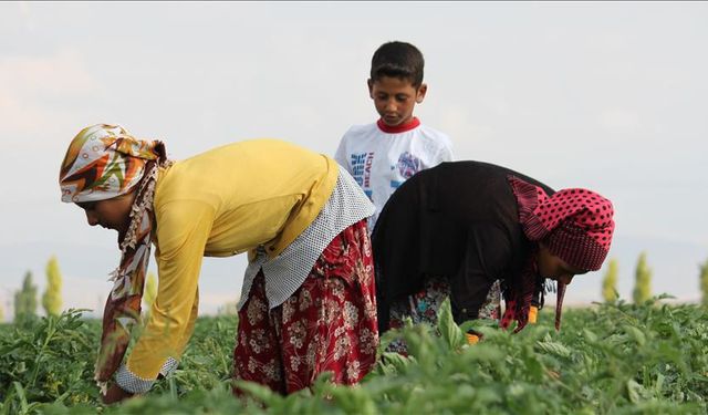 Son 10 yılda en az 1803 tarım işçisi çalışırken yaşamını yitirdi