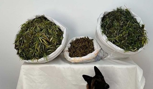 Bingöl'de 36 kilo 500 gram kubar esrar ele geçirildi