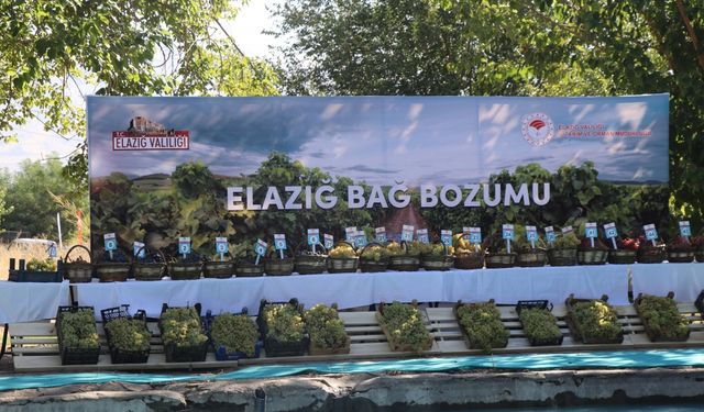 Elazığ'da "17. Geleneksel Üzüm Festivali ve Bağ Bozumu" etkinliği yapıldı