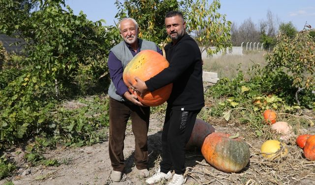 Mahalle muhtarı bahçesinde 40 kilogramlık bal kabağı yetiştirdi