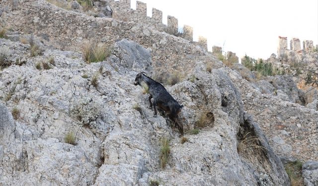 Alanya'da tedavisi tamamlanan dağ keçisi doğal ortamına bırakıldı