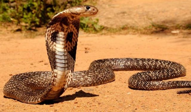 Eşini ve kızını kobra yılanıyla öldürdü
