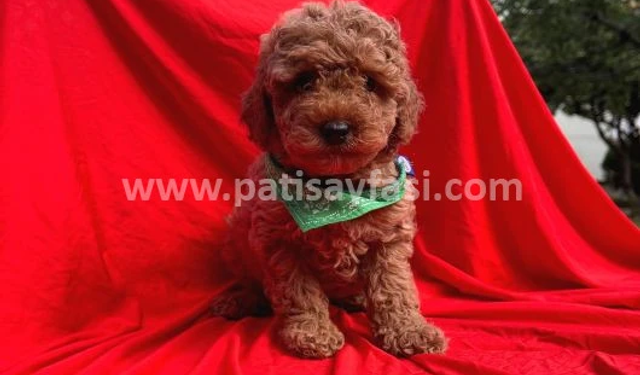 Toy Poodle Köpek Cinsi Özellikleri Nelerdir?